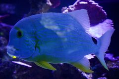 Hizushi Reef