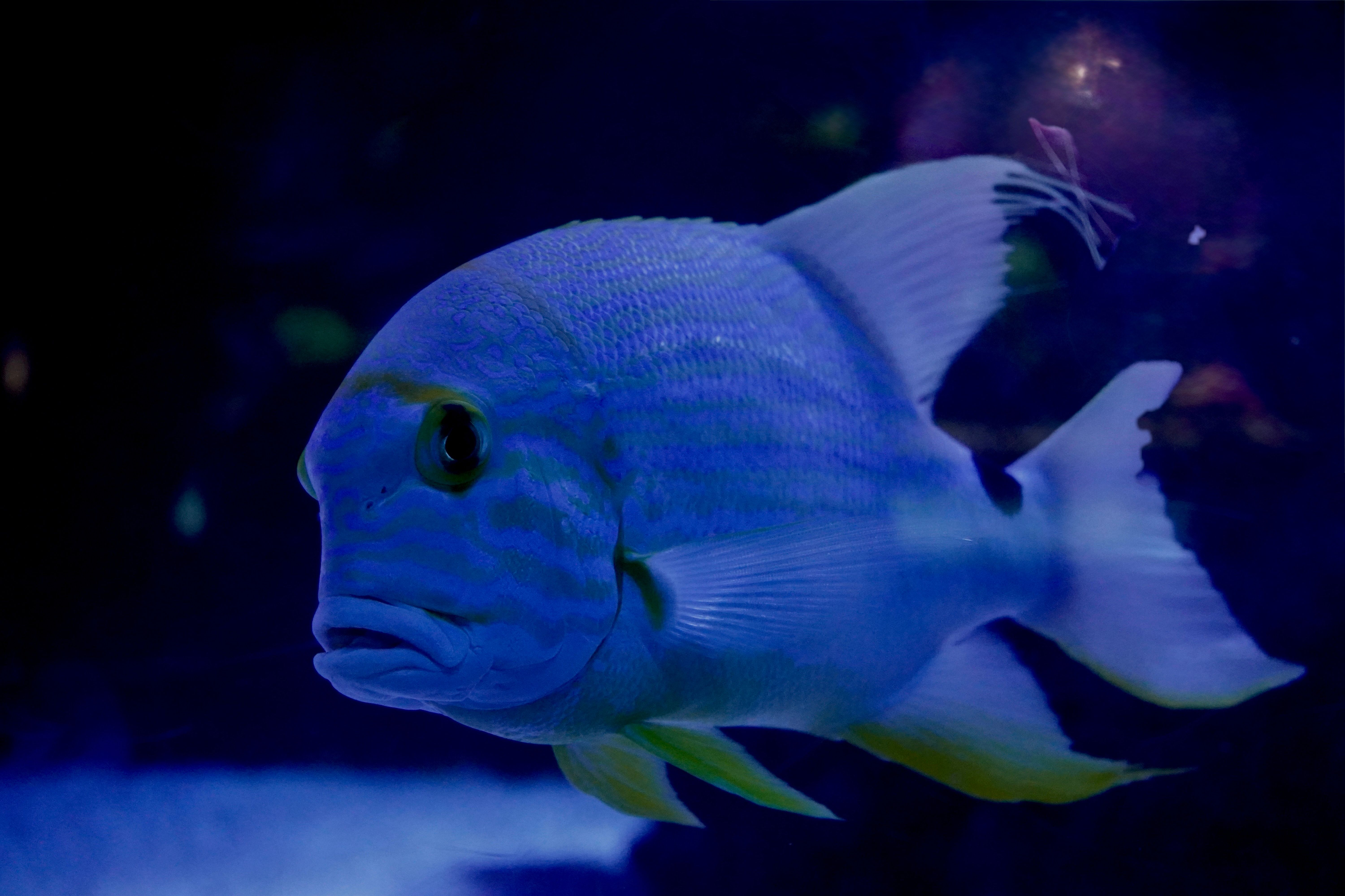 Captivating Blue Fish in Aquarium Setting · Free Stock Photo