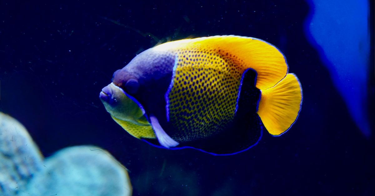 Les meilleures pratiques pour maintenir des poissons du monde en aquarium
