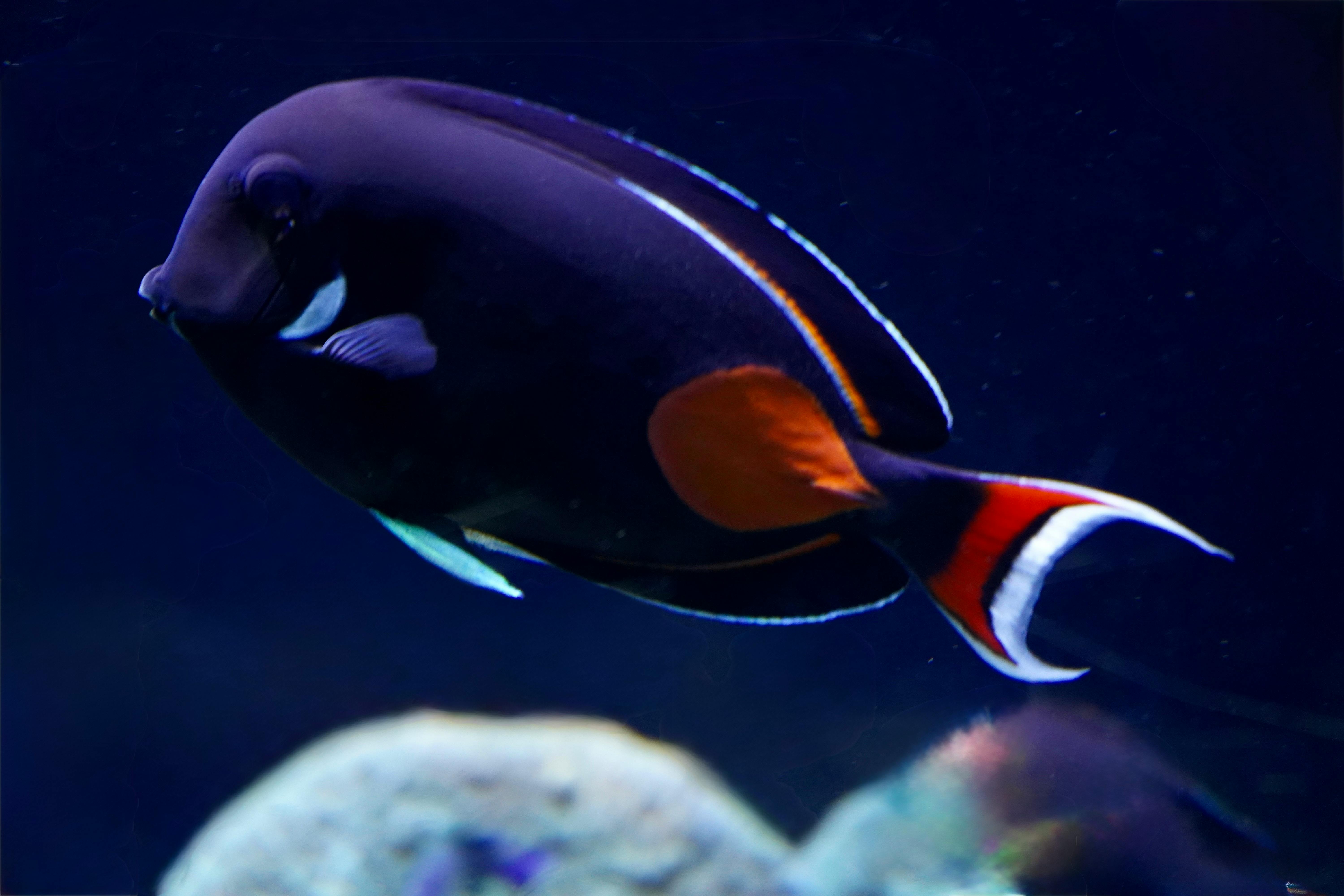 Close-up of a powder blue tang fish swimming in deep ocean waters.