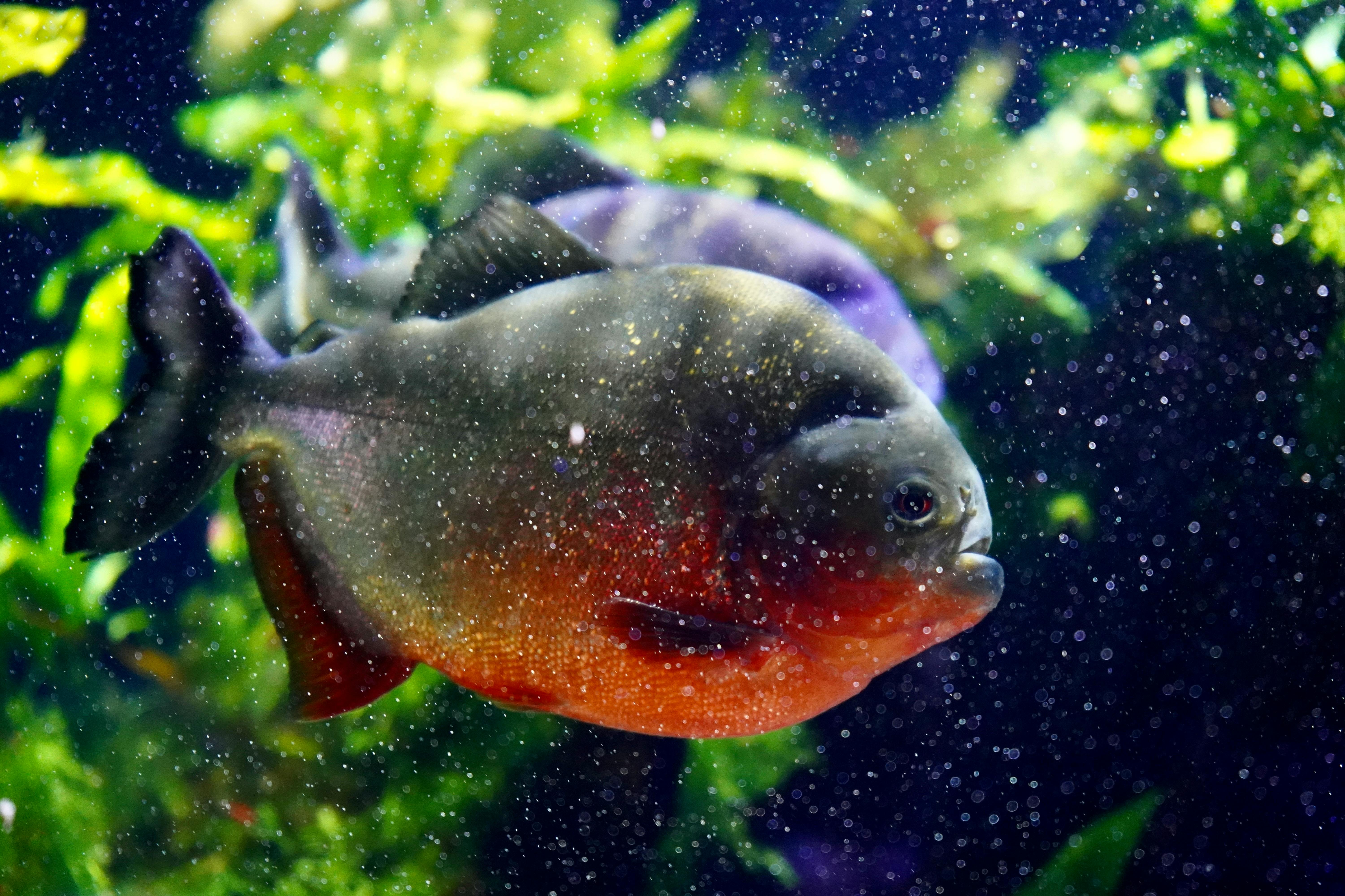 Close-up of a vibrant red piranha swimming in a lush aquarium setting.