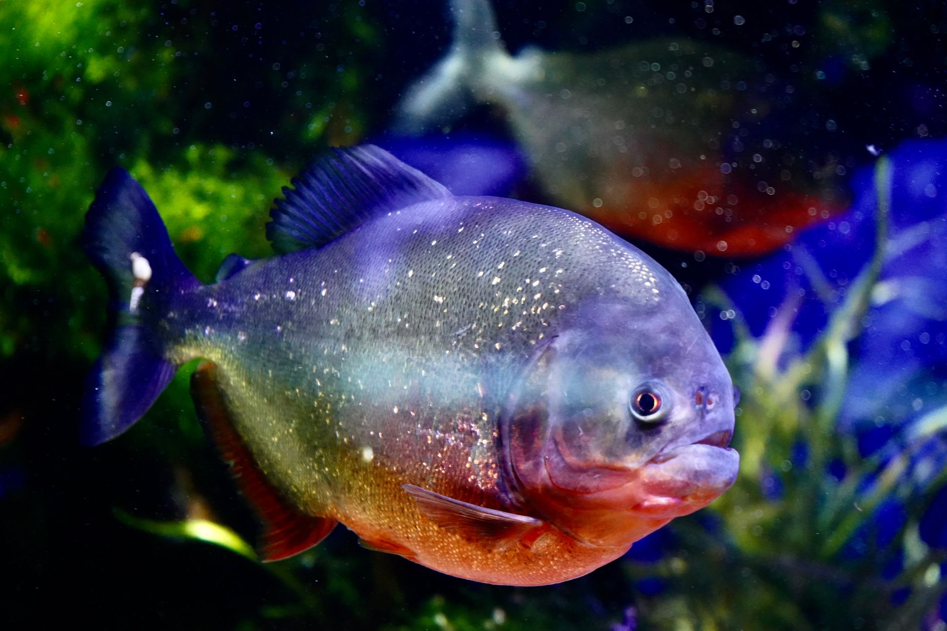 Parranus Fish Are giant piranhas real? - The Institute for Environmental Research and ...