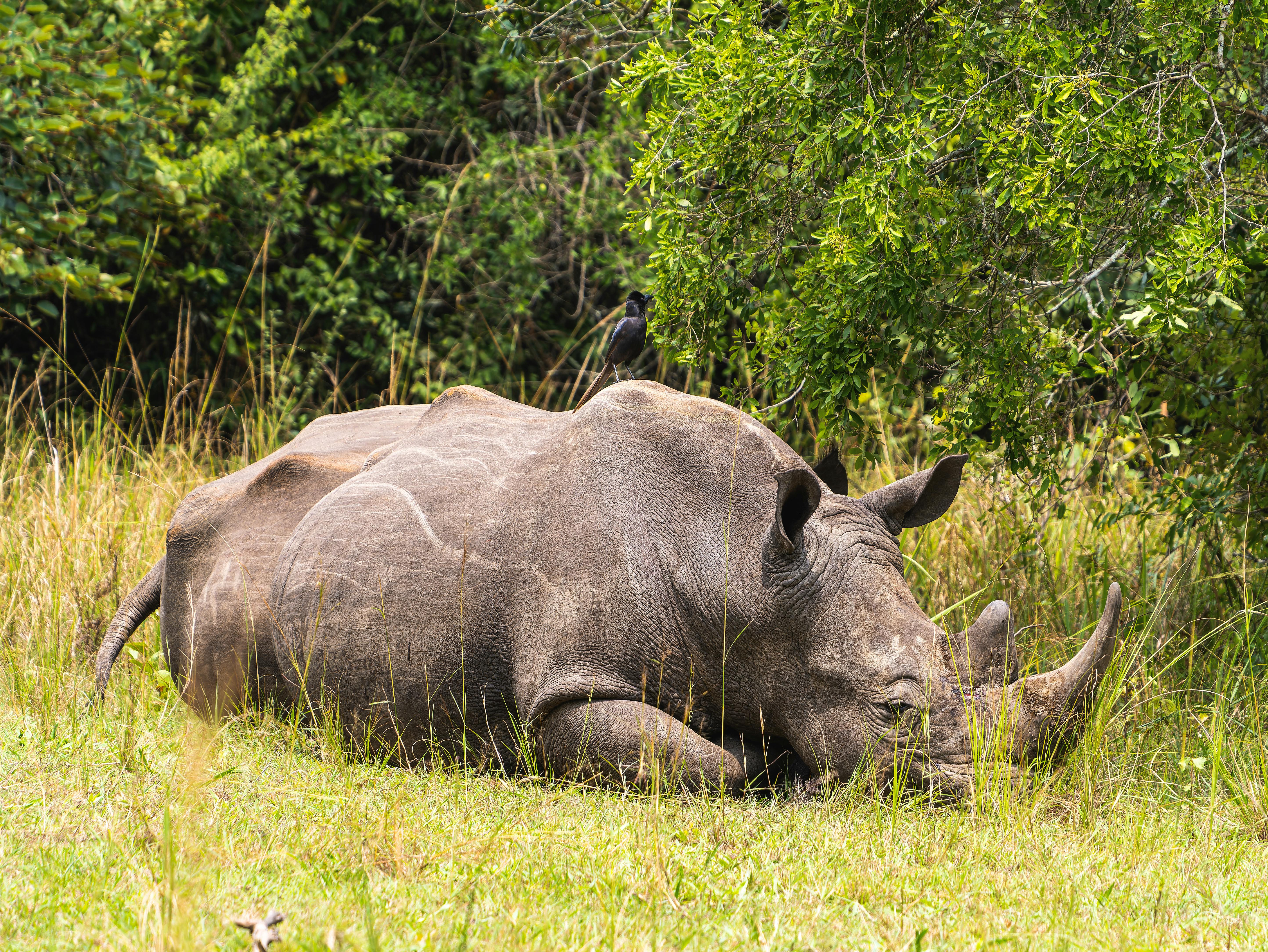 GAME-CHANGER: How South Africans are using high-tech to rewrite the rules of wildlife conservation
