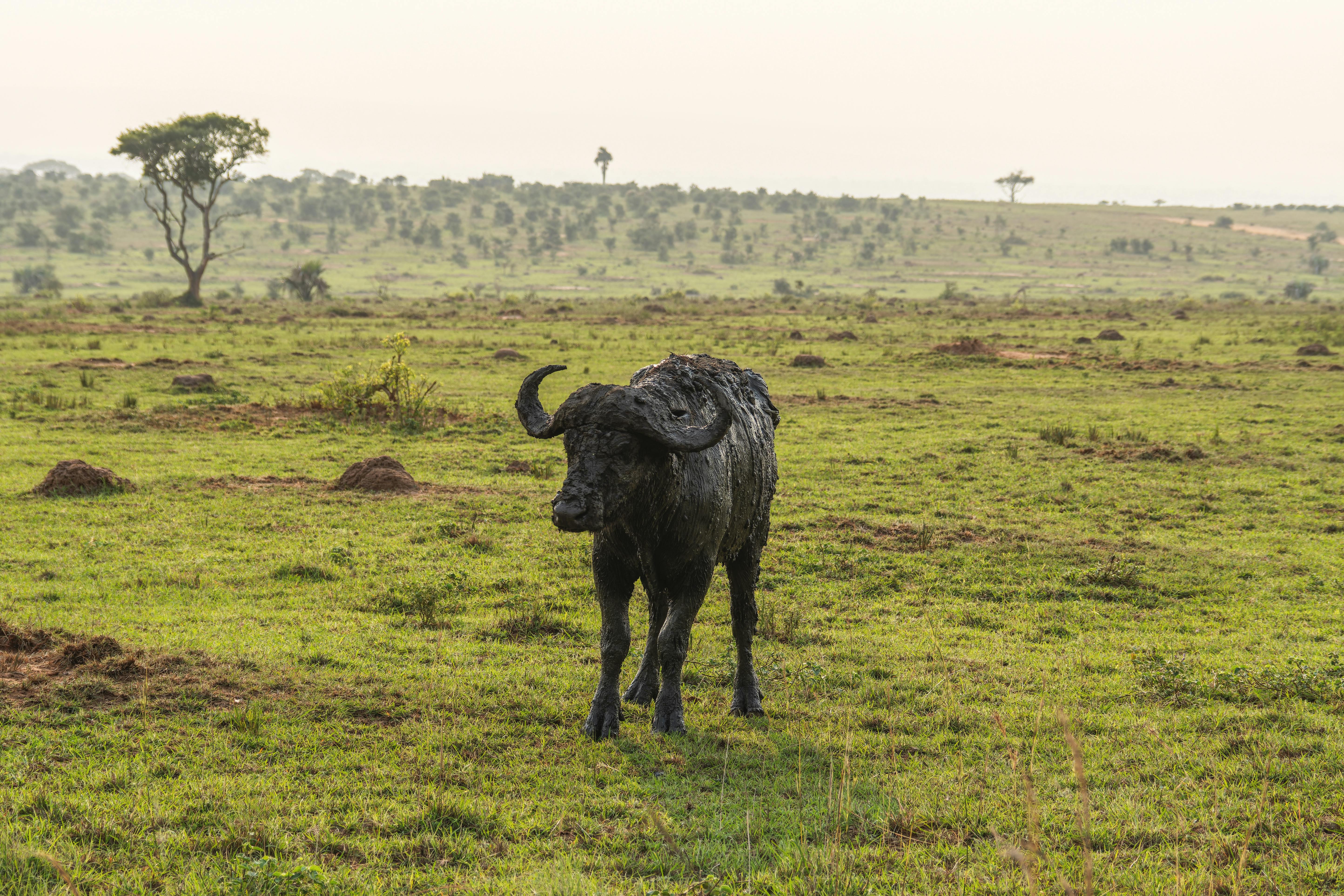 Gratuit Un buffle du Cap solitaire dans le paysage de savane, entouré d'une végétation luxuriante et d'arbres épars. Photos