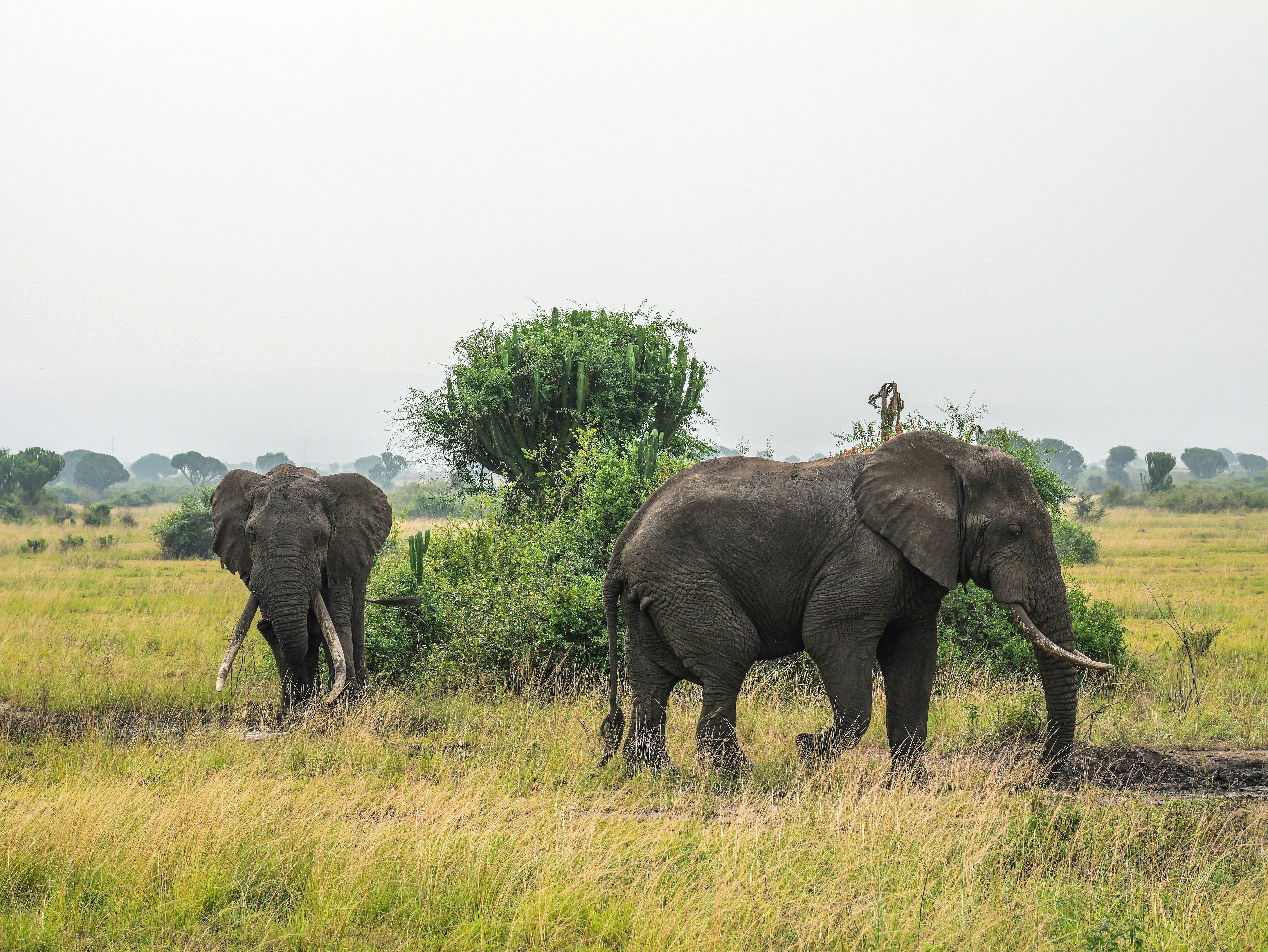 Biodiversity Protection: Preserving Our Planet's Natural Wealth