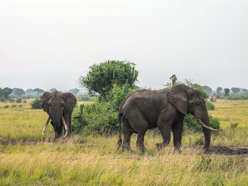 Free Two African elephants roam the open savannah, surrounded by lush greenery and a cloudy sky. Stock Photo