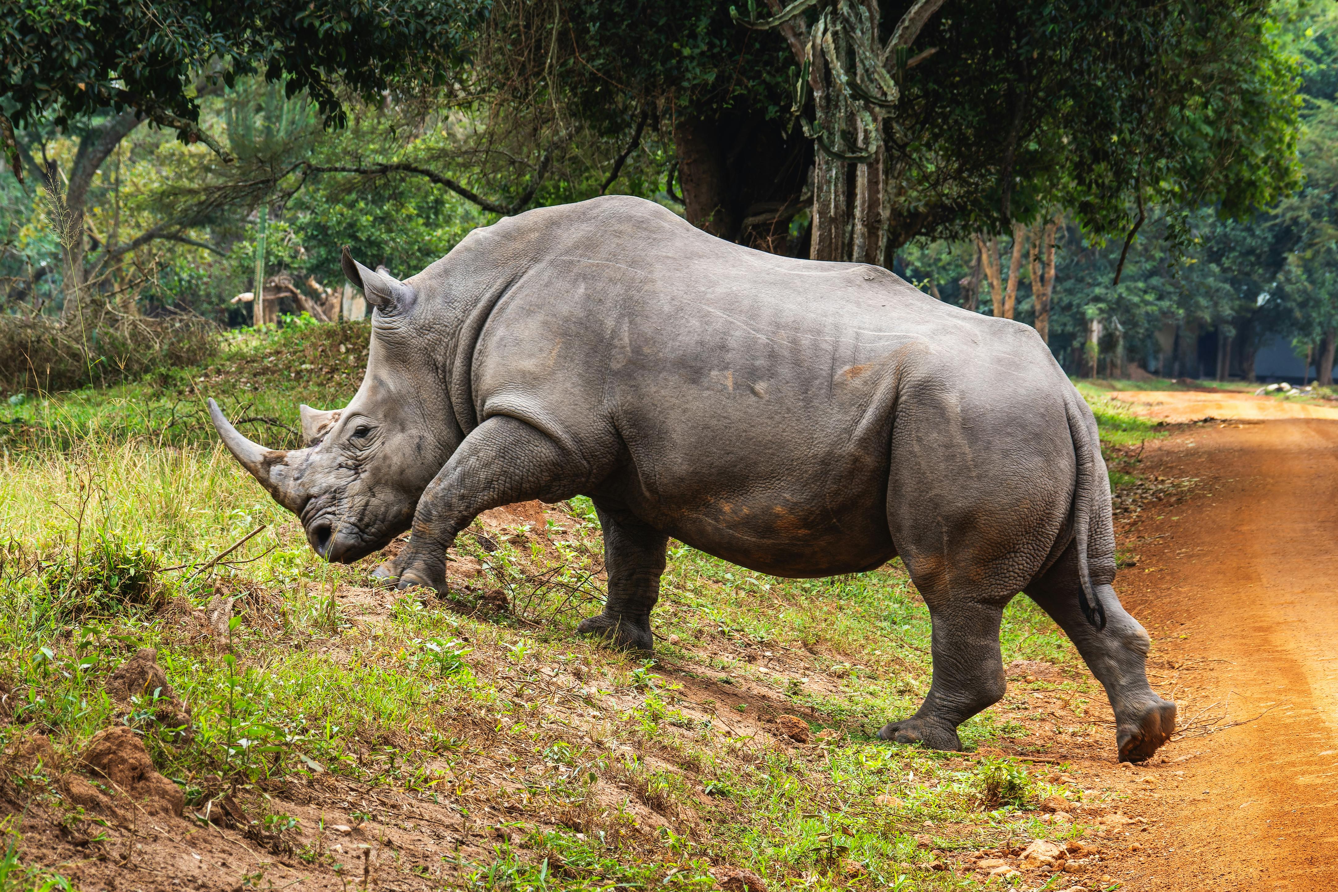 pexels-photo-34632493.jpeg?cs=srgb\u0026