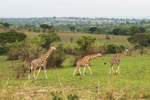 Free Three giraffes stroll through the lush savannah of Africa, showcasing exotic wildlife. Stock Photo