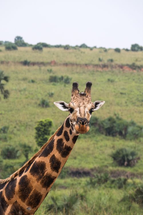 Free Portrait of a giraffe with distinctive patterns standing in the lush African savanna. Stock Photo
