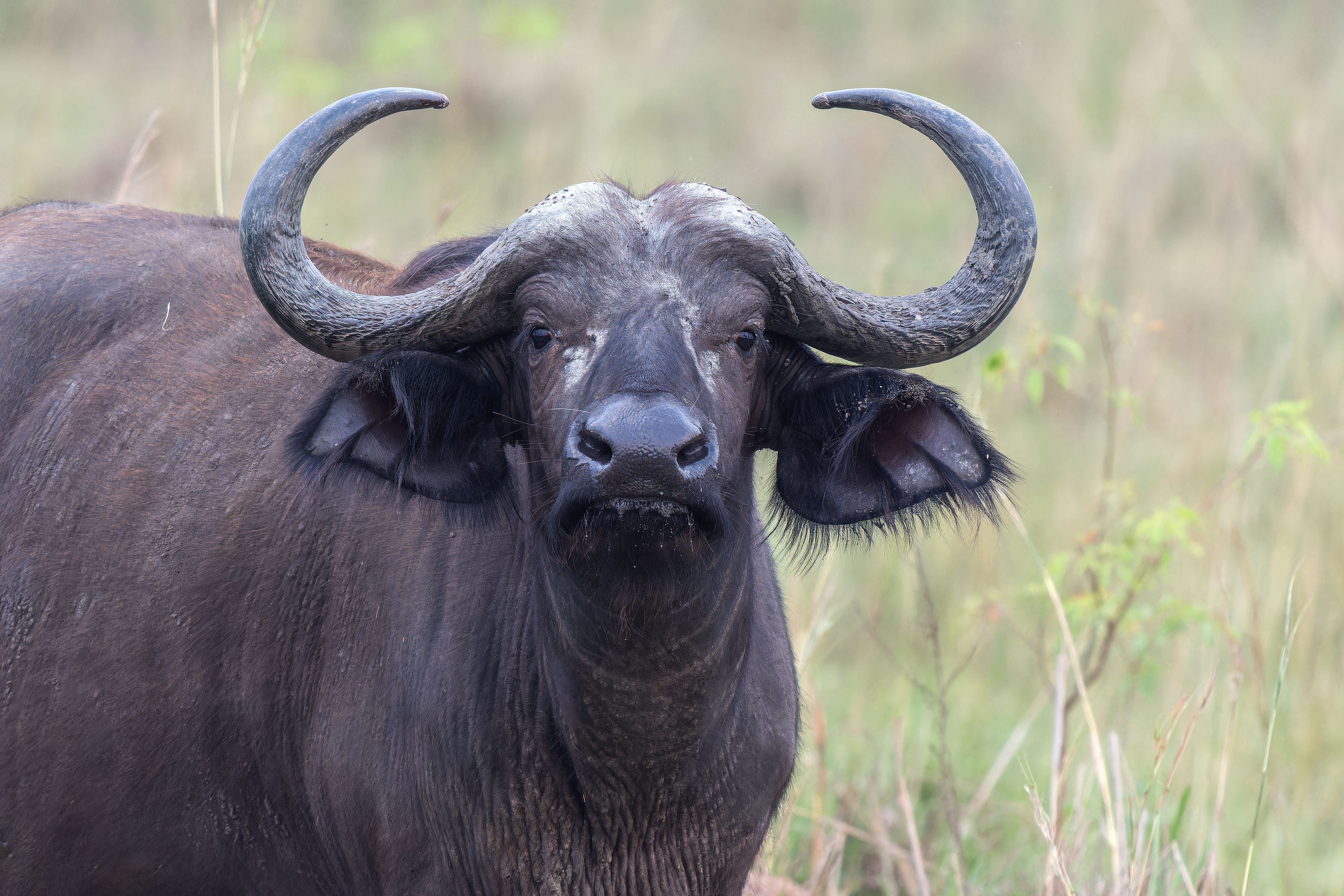 Close-Up of African Buffalo in Natural Habitat · Free Stock Photo