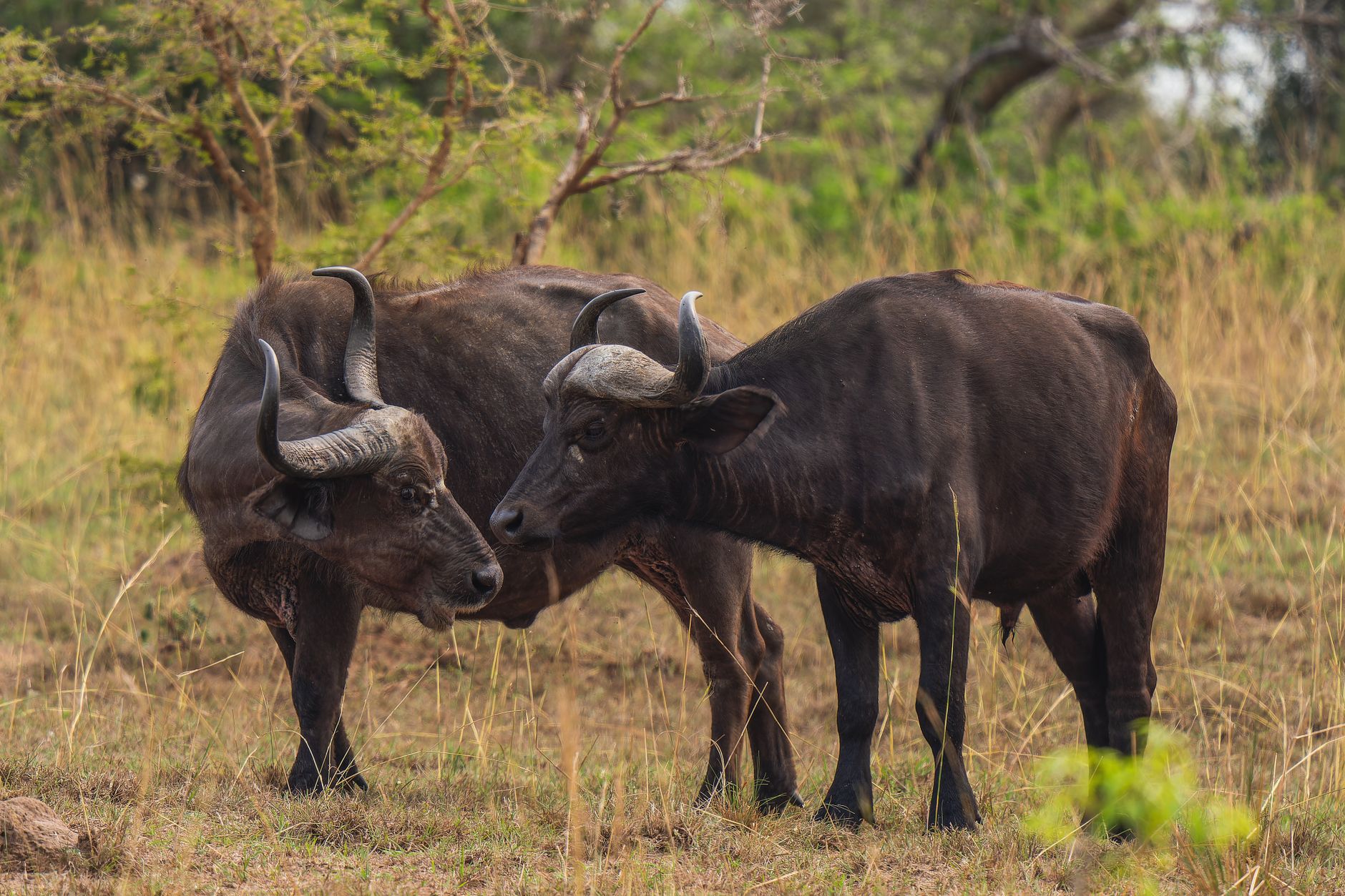Two wild buffaloes in a grassy savannah, showcasing natural wildlife behavior and interaction.