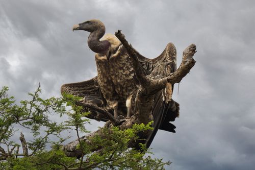 Free A majestic vulture spreads its wings on a tree branch under a cloudy sky. Stock Photo