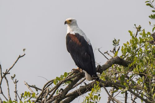 Free Majestic African Fish Eagle perched on a tree branch, observing its surroundings with keen eyes. Stock Photo