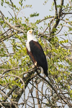 Majestic African Fish Eagle perched on a tree branch, showcasing its striking plumage.