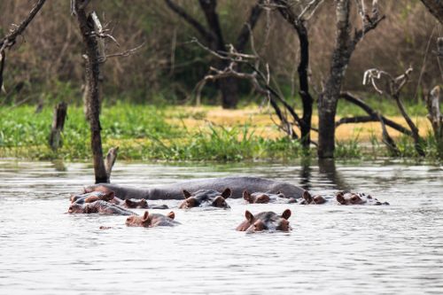 Free A serene scene of hippos partially submerged in a calm waterhole, surrounded by trees and greenery. Stock Photo