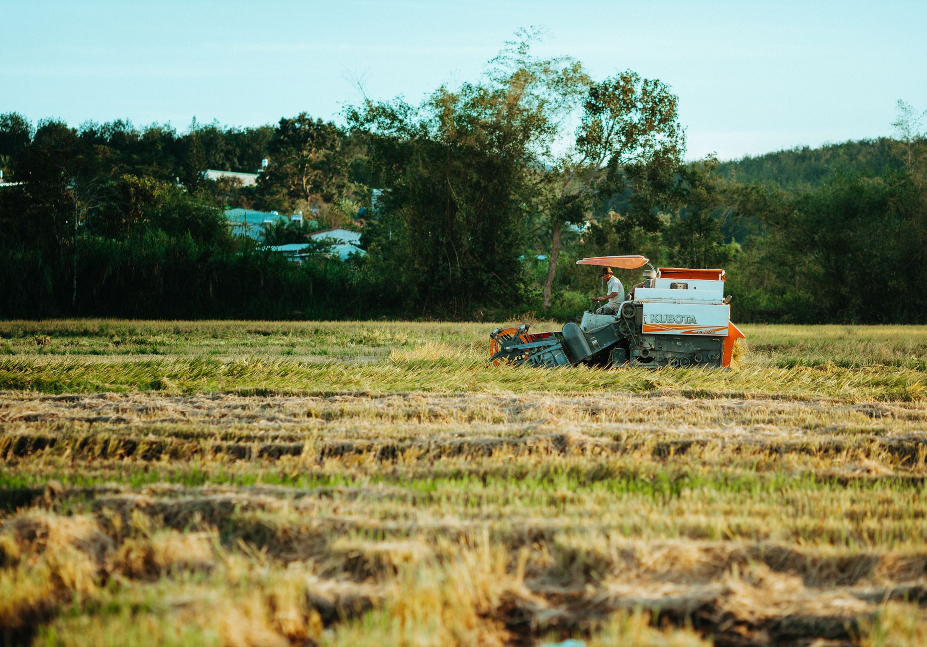 Tractor harvesting rice in a lush field in Kon Tum, Vietnam.