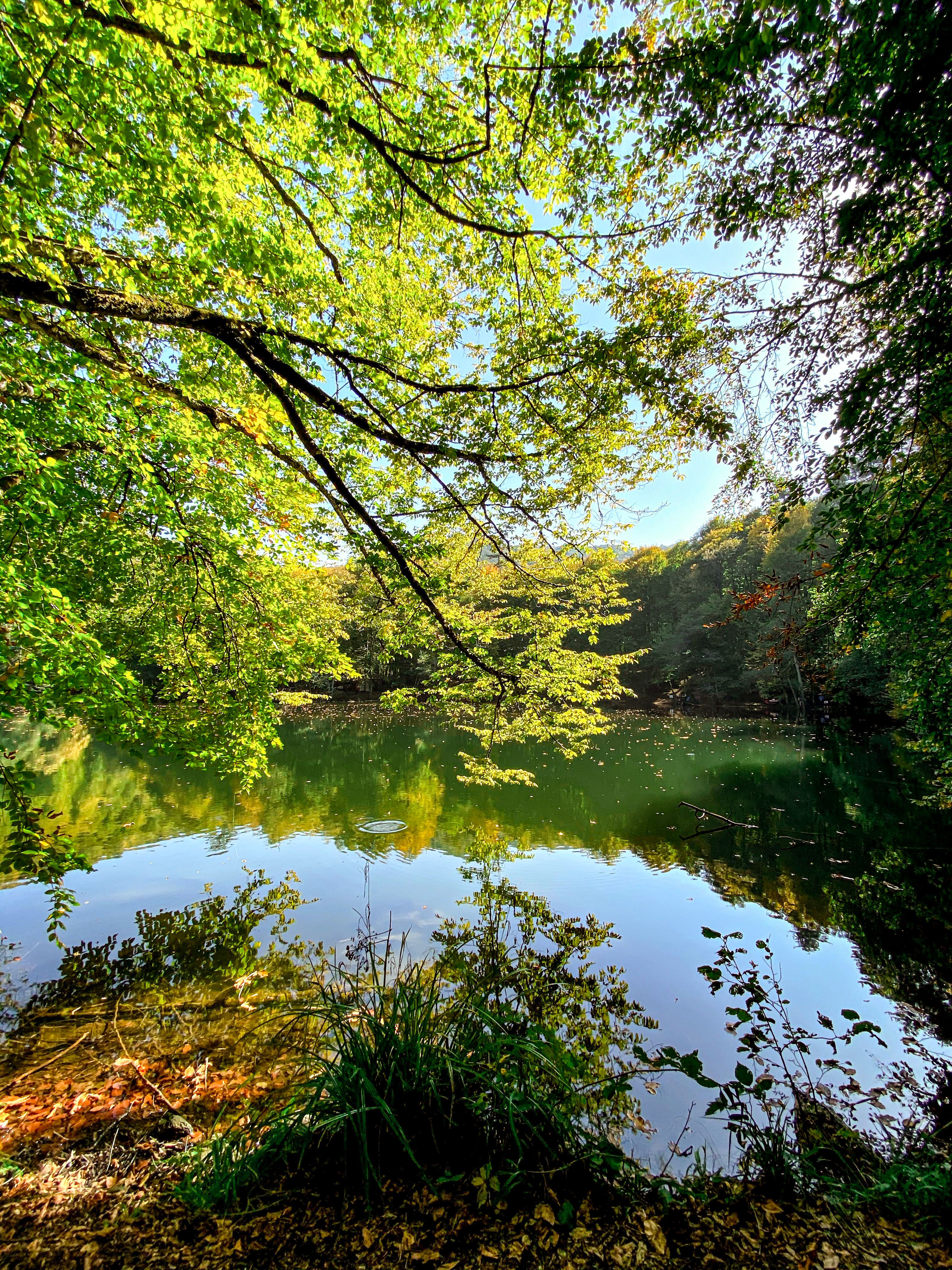 Serene Forest Lake Reflection in Spring · Free Stock Photo