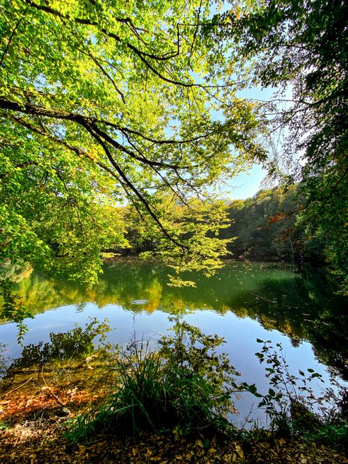 Free A tranquil lake scene with lush green trees reflecting in calm water. Stock Photo