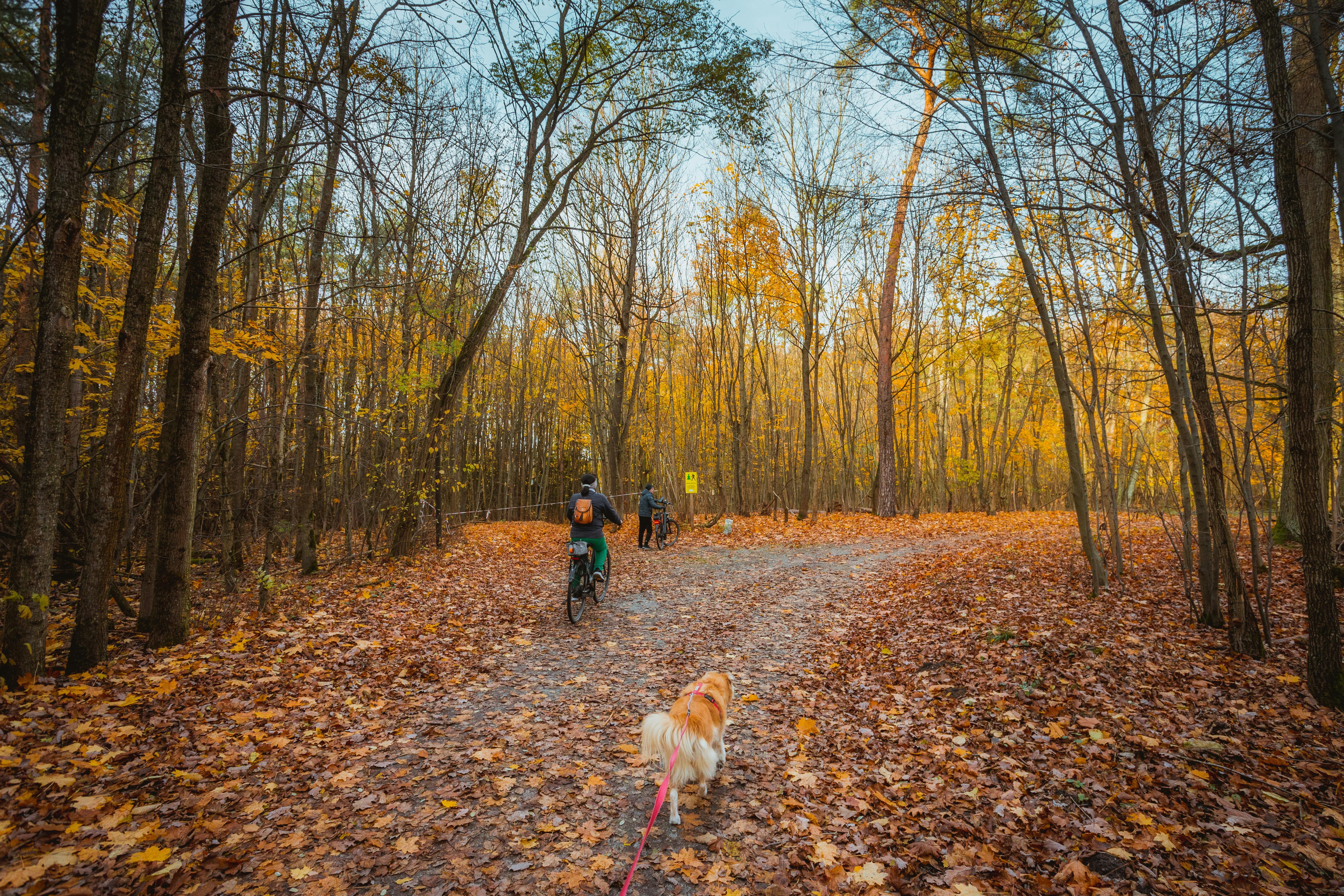 Experience a colorful autumn bicycle ride through a scenic forest path with fallen leaves.