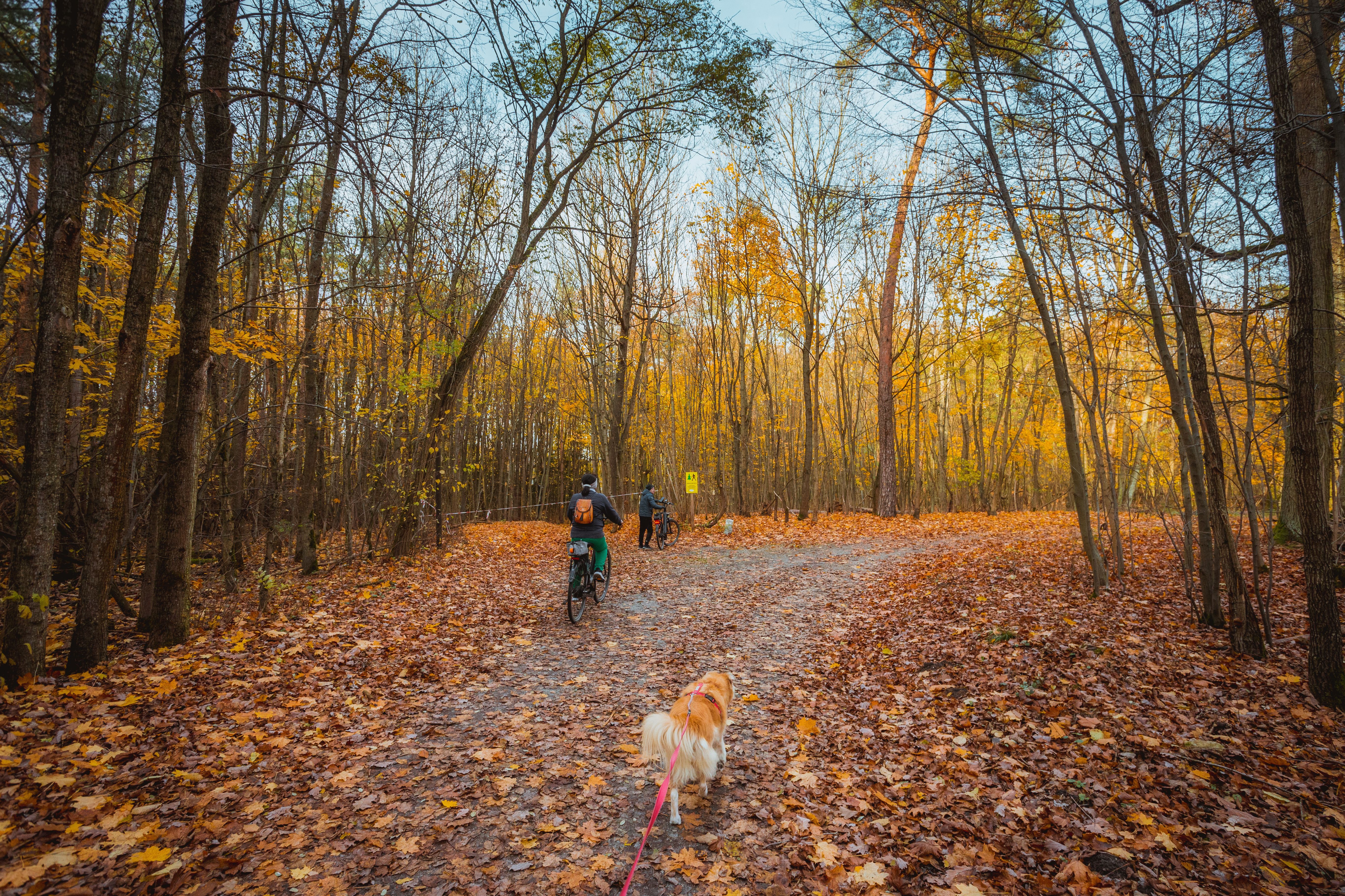 Autumn Bicycle Ride Through Forest Trail · Free Stock Photo