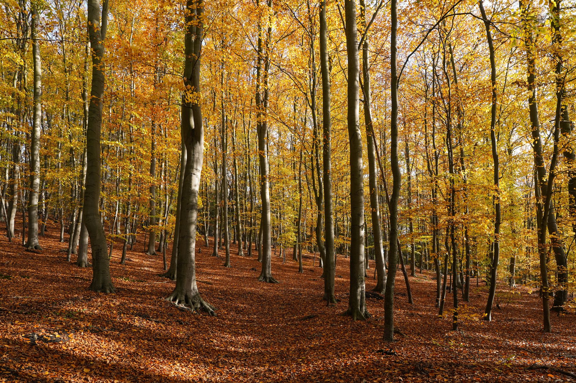 Beech
