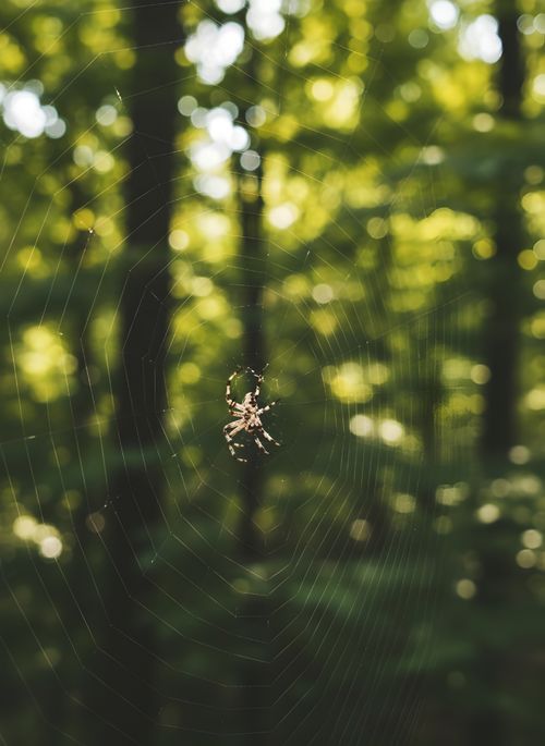 Free A spider sits on its web, beautifully highlighted by sun rays in a forest setting. Stock Photo