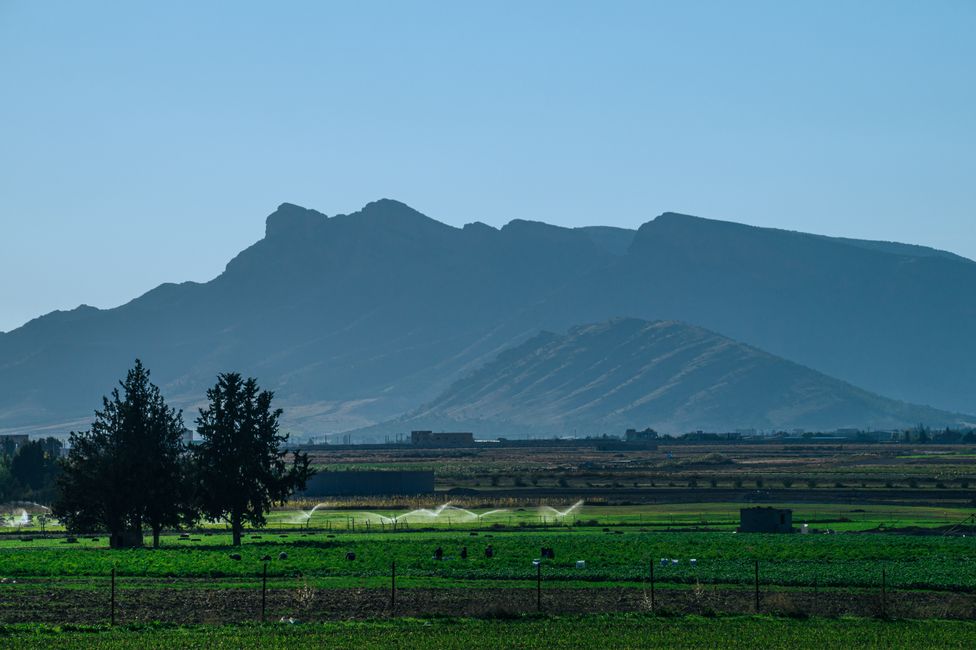Terrenos agrícolas en Argelia, cerca de Biskra, con palmeras y cultivos regados, oportunidad de inversión inmobiliaria sostenible