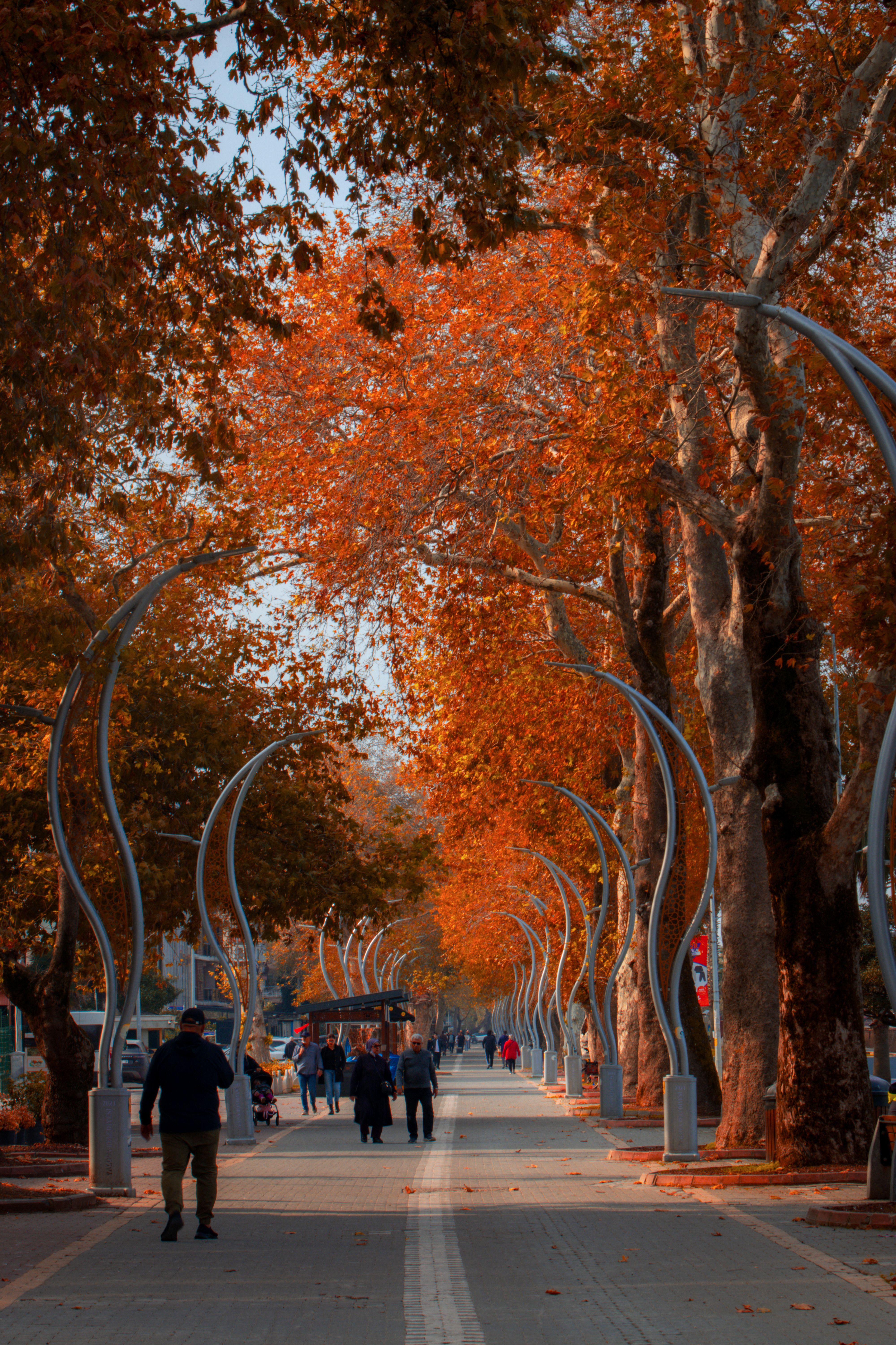 Scenic Autumn Walkway with Colorful Foliage · Free Stock Photo