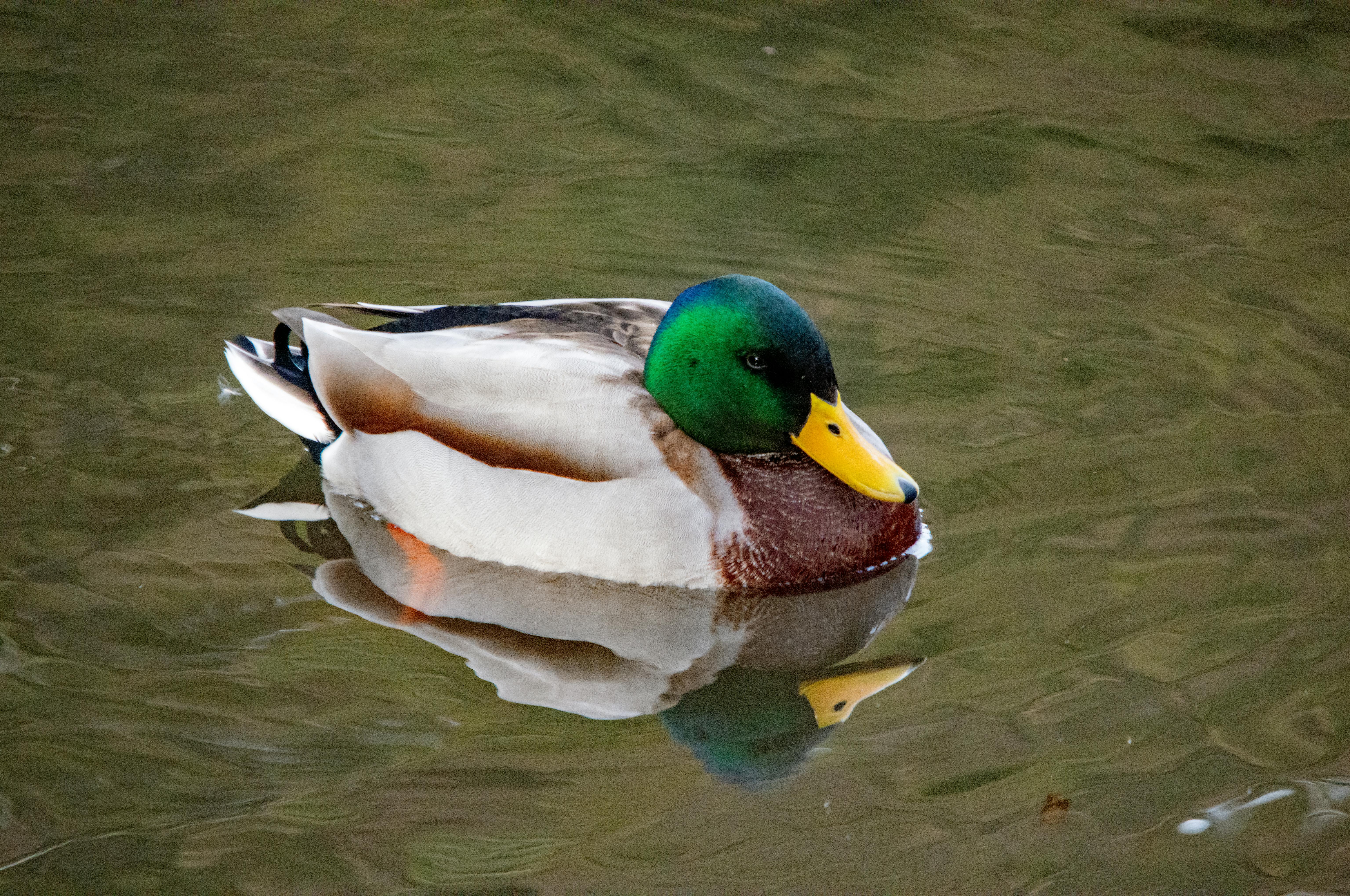 2012 Review of Drake Software — Drake Tax — Photo by Pawel Hordjewicz on Pexels