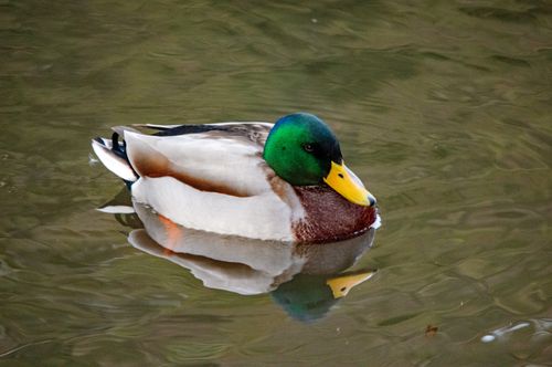 Free A peaceful mallard duck floats calmly on a pond, mirrored perfectly in the water's surface. Stock Photo