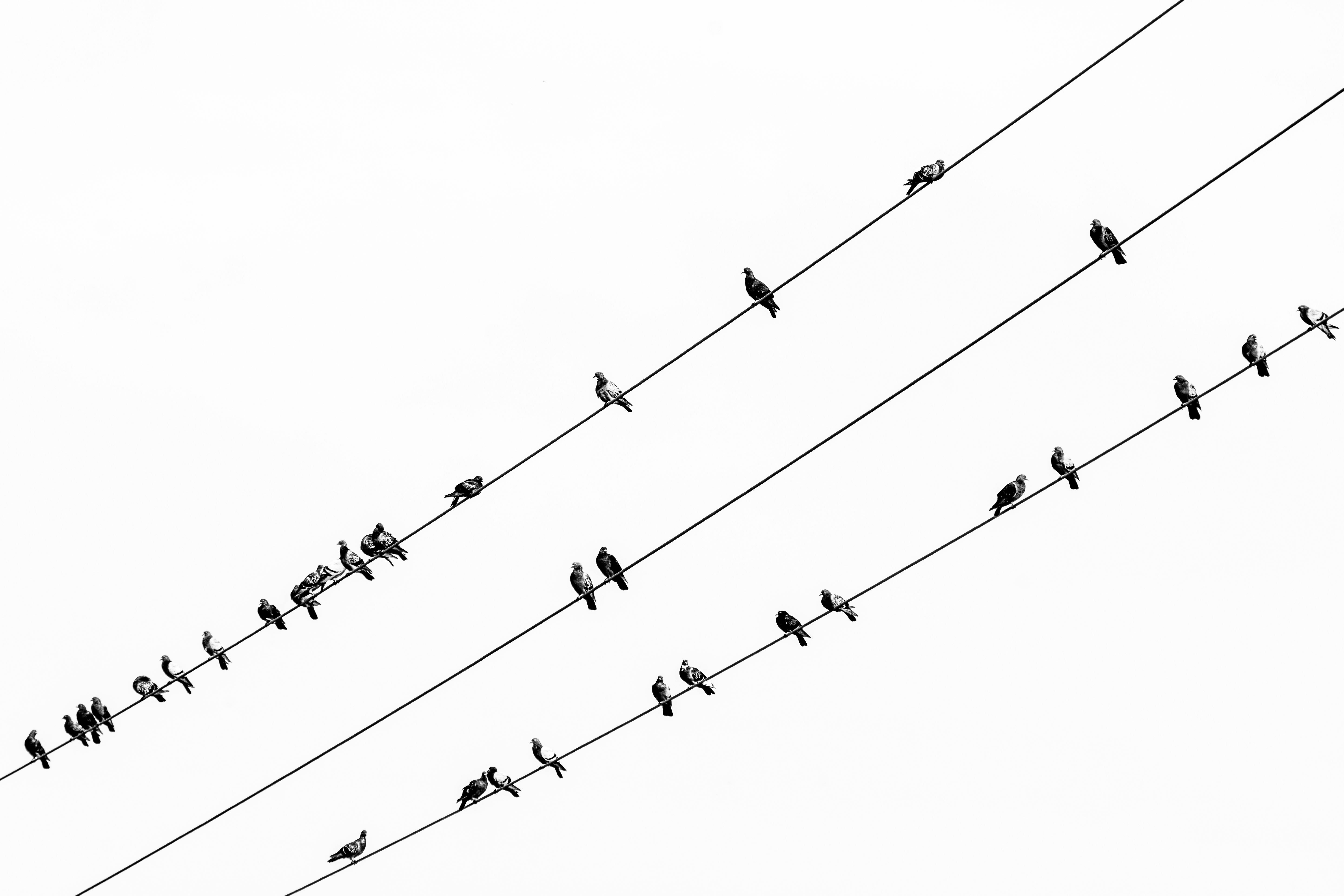 Gratis Silhouette di uccelli appollaiati sui cavi elettrici contro un cielo limpido. Foto a disposizione