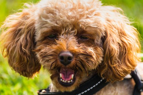 Free Adorable brown Poodle dog smiling in a grassy field on a sunny day. Stock Photo