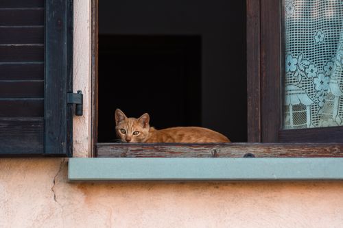 Free A ginger cat lies comfortably on a rustic windowsill, gazing outside curiously. Stock Photo