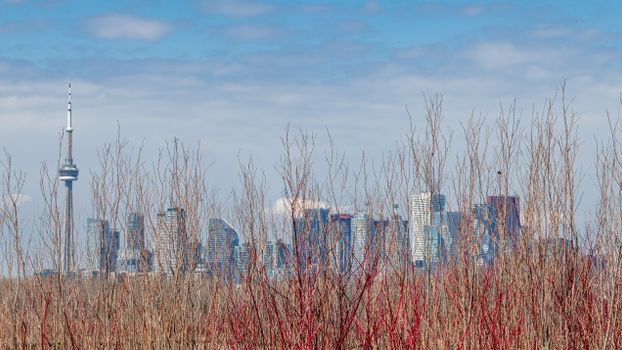 View of Toronto's skyline featuring the CN Tower through autumnal foliage under a blue sky.