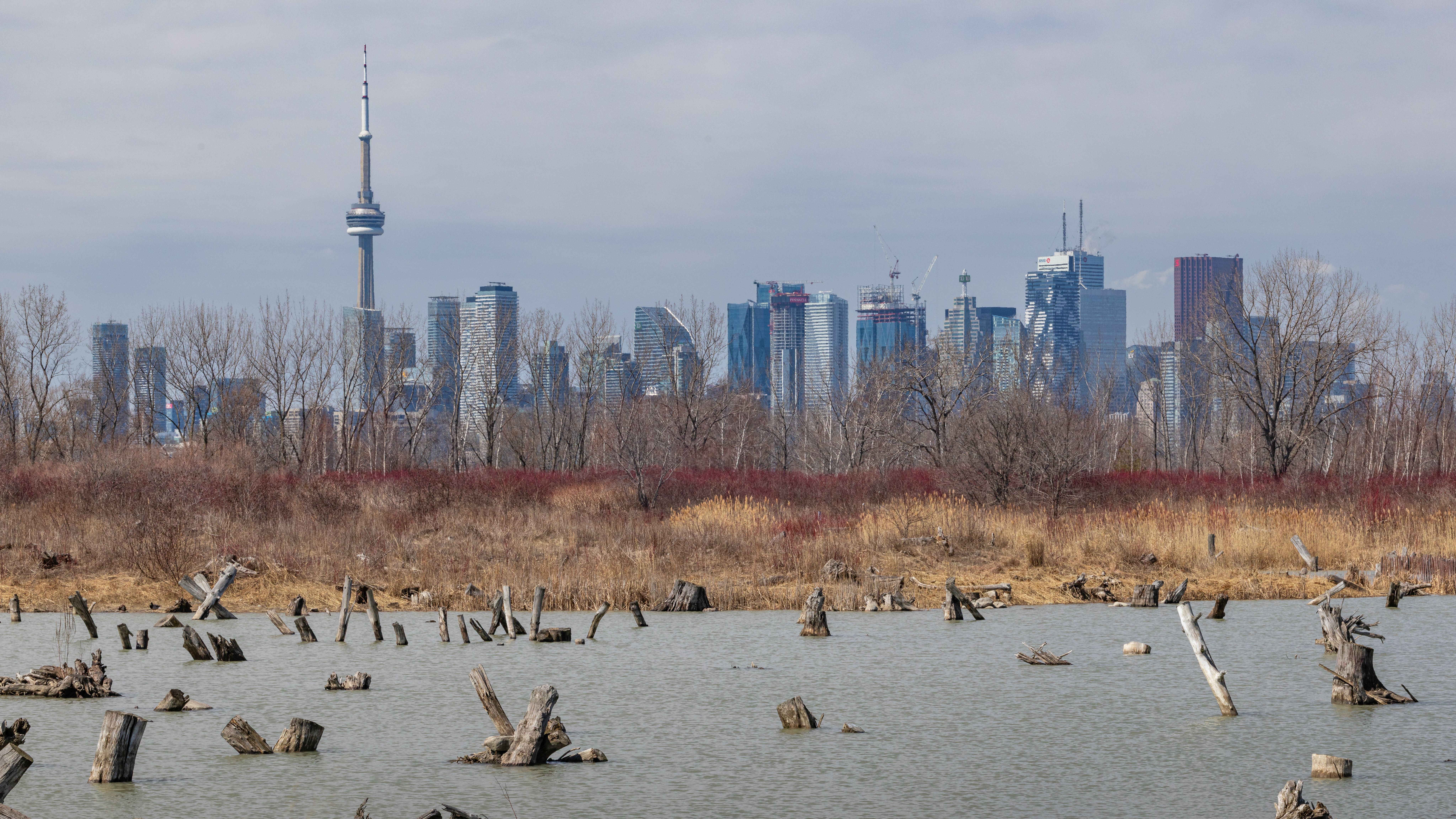 Toronto Skyline Overlooking Wetland Area · Free Stock Photo