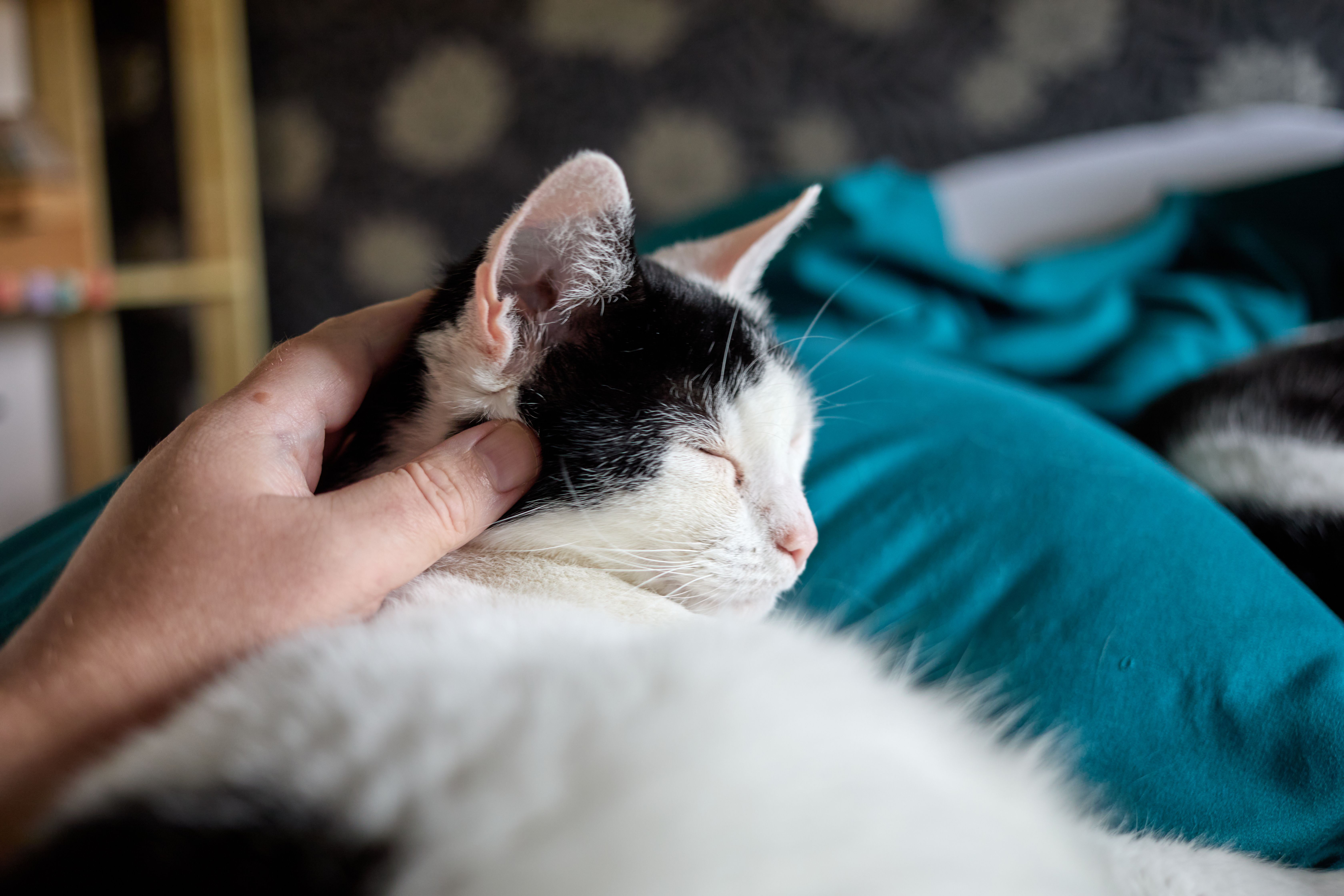 Katze wird sanft gekämmt