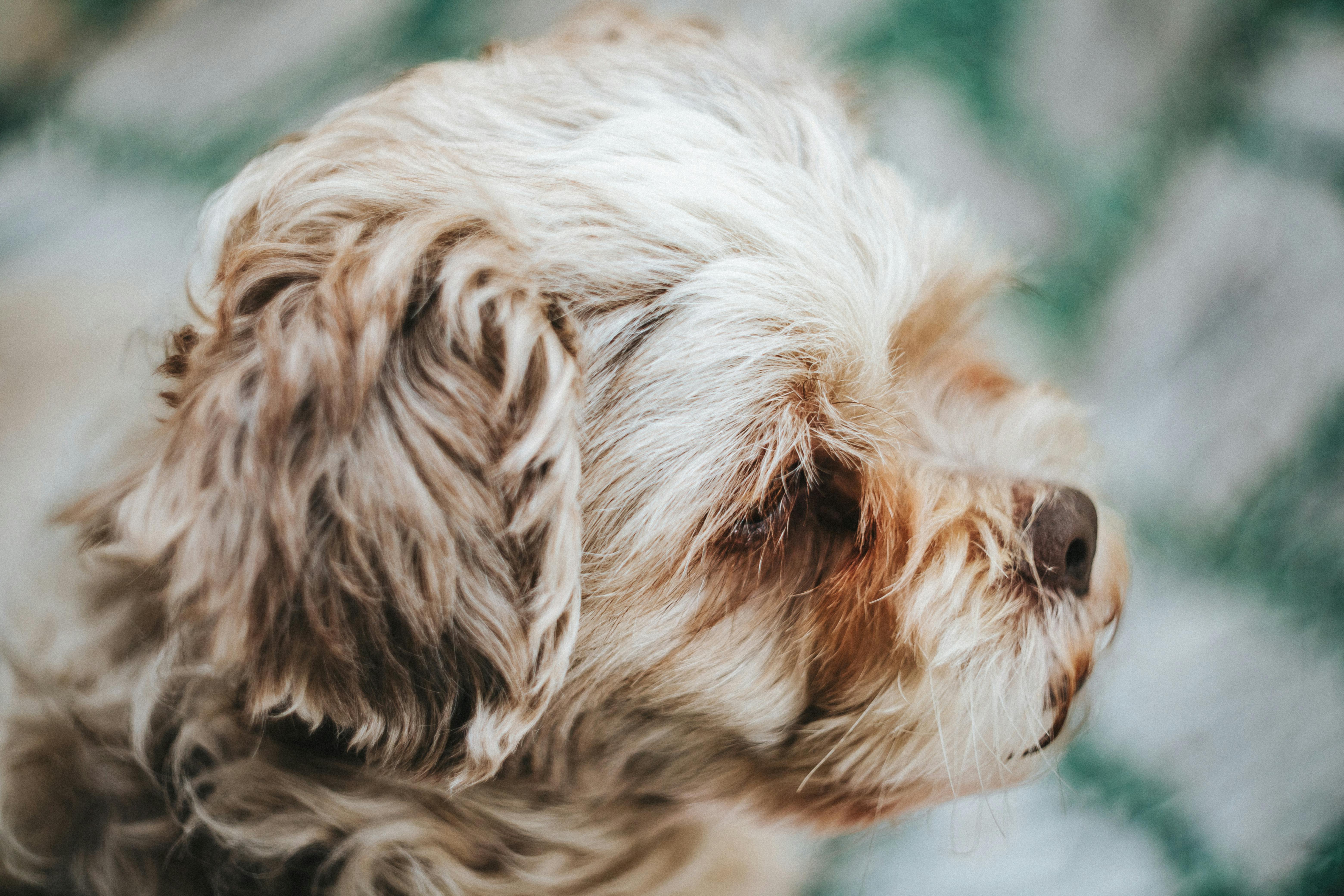 7 Myths and Facts About Dog Noses: Debunking Common Misconceptions