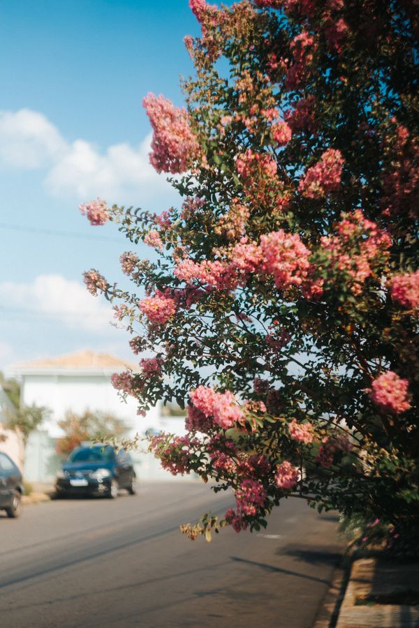 Extremosa florida em rosa