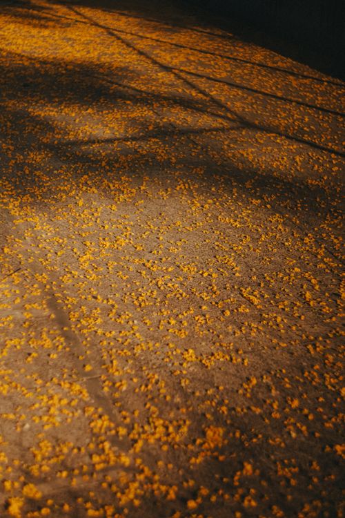Free Yellow autumn leaves scattered on the pavement under warm night lighting, creating a textured pattern. Stock Photo