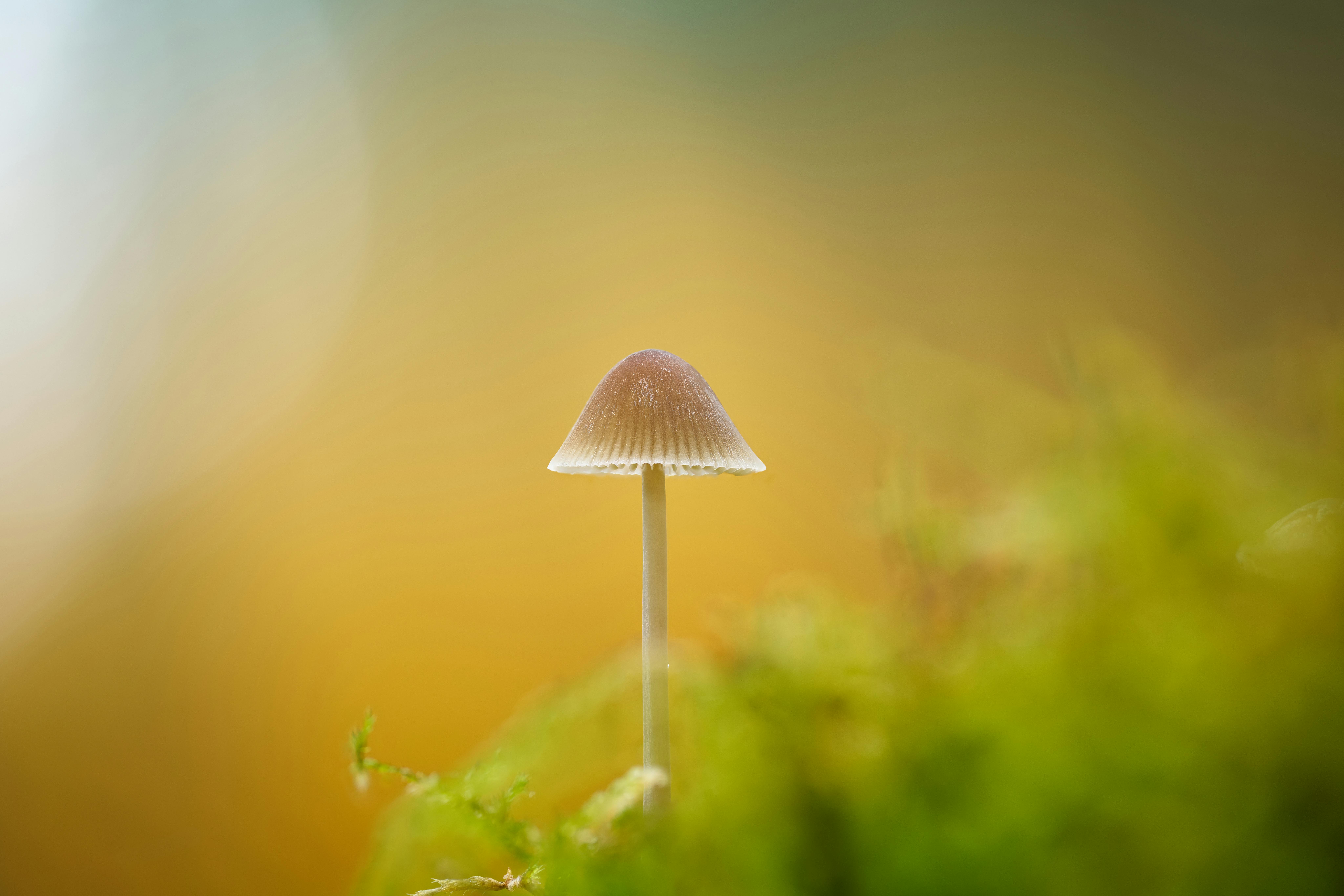 「有機生活日」熱鬧登場 展現多元有機農業魅力