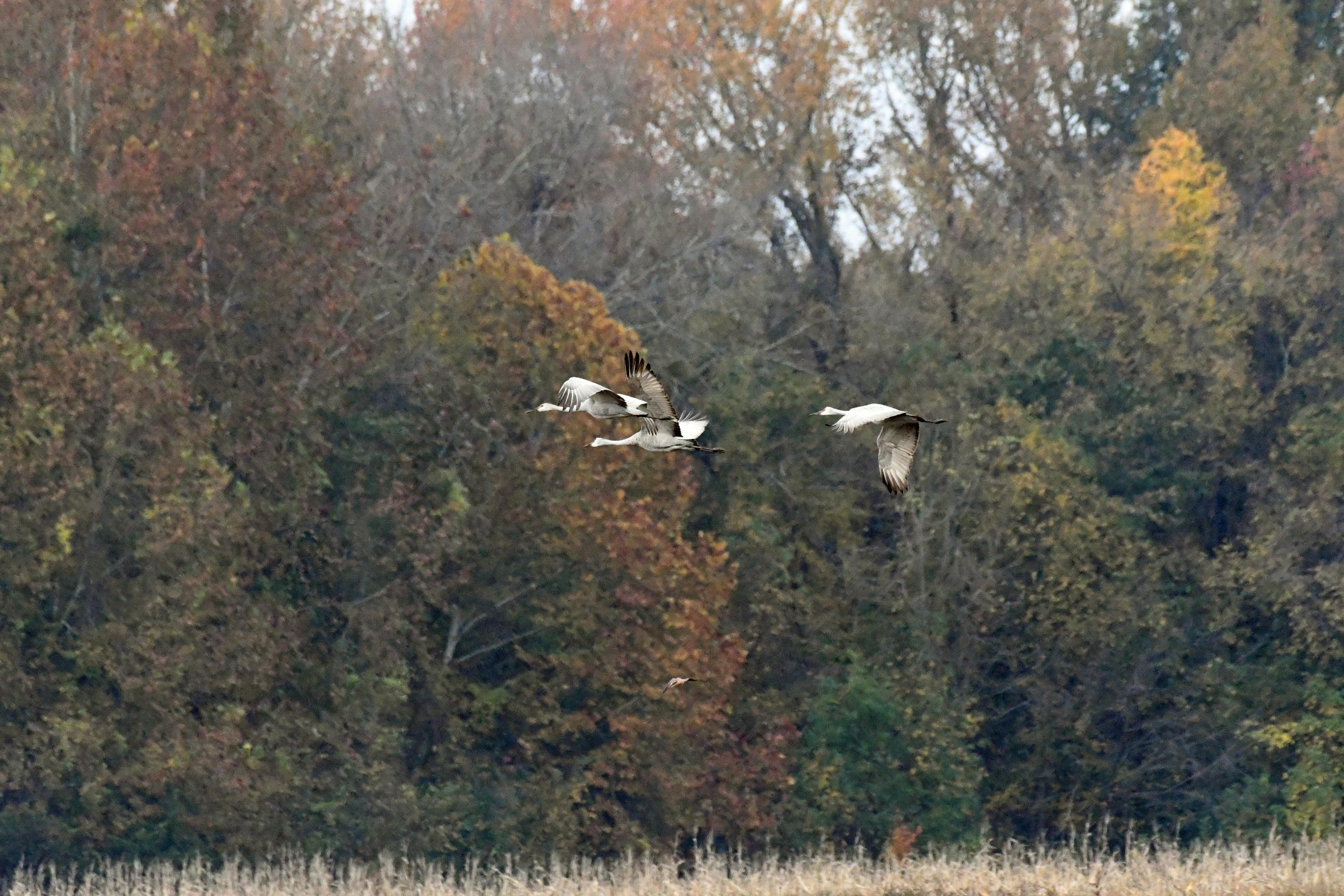 非洲移民返鄉困境 國際移民組織未妥善安置成「人球」