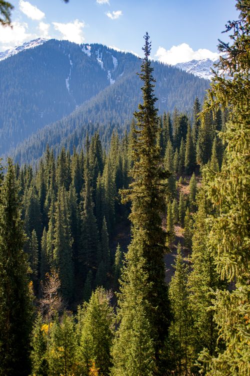 Free Scenic view of pine forests in the Almaty Region, Kazakhstan, highlighting natural beauty. Stock Photo