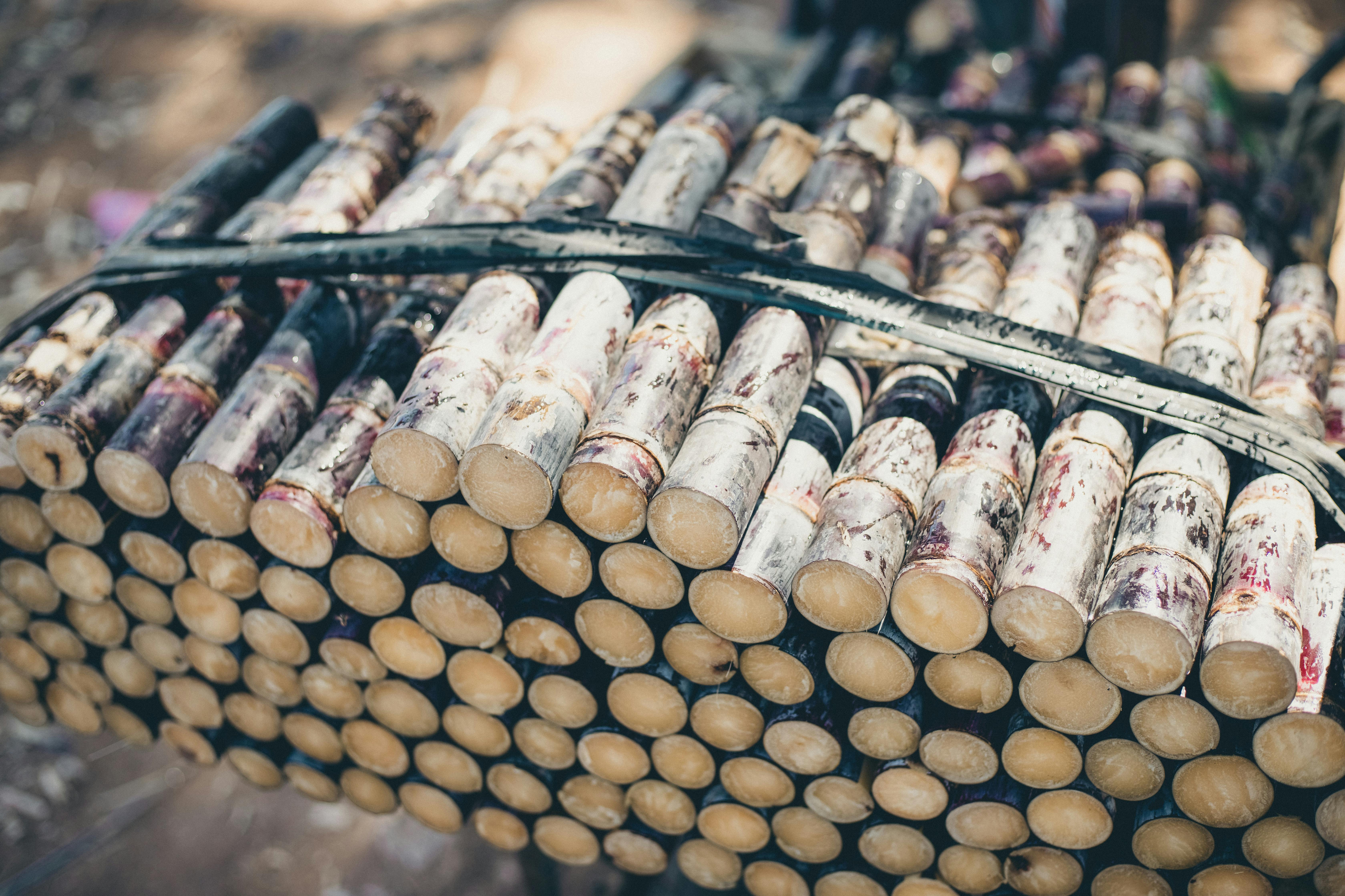 Raw sugarcane bagasse and bamboo fibers used for making eco-friendly plates - biodegradable disposable plates