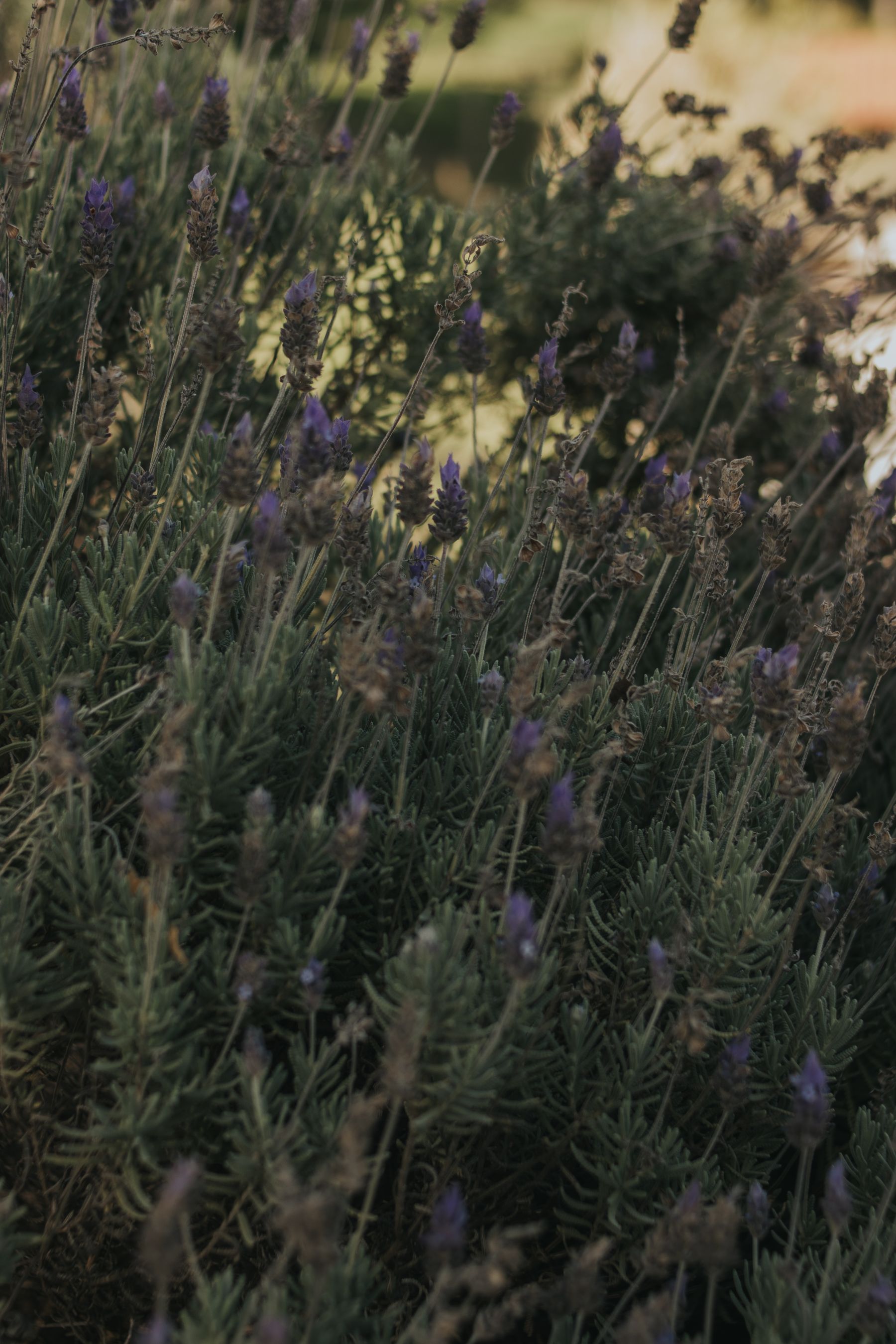 Pruning After Flowering — lavender pruning and care