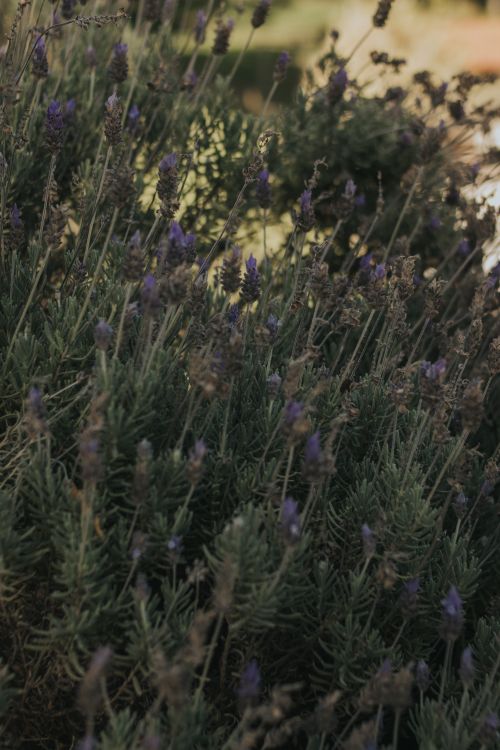 Free A serene close-up of blooming lavender, capturing natural beauty in a soft light setting. Stock Photo