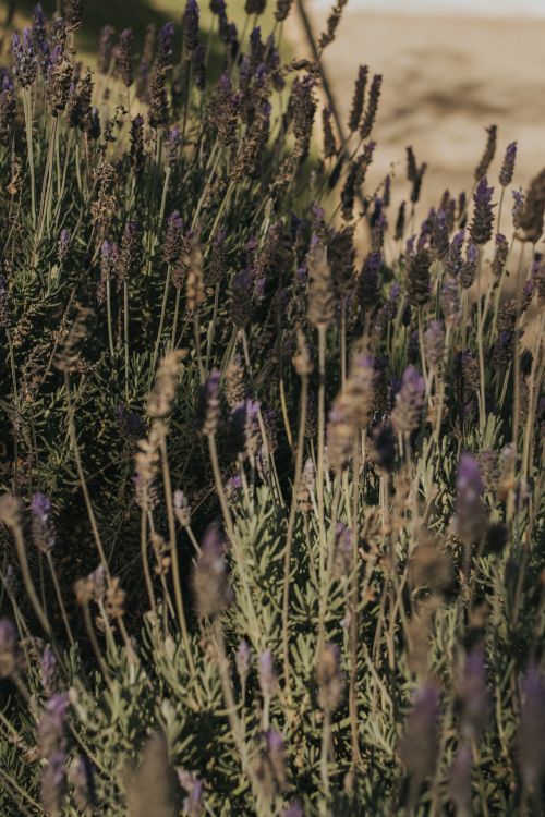 Free Close-up of blooming lavender in a lush field, under bright sunlight. Stock Photo