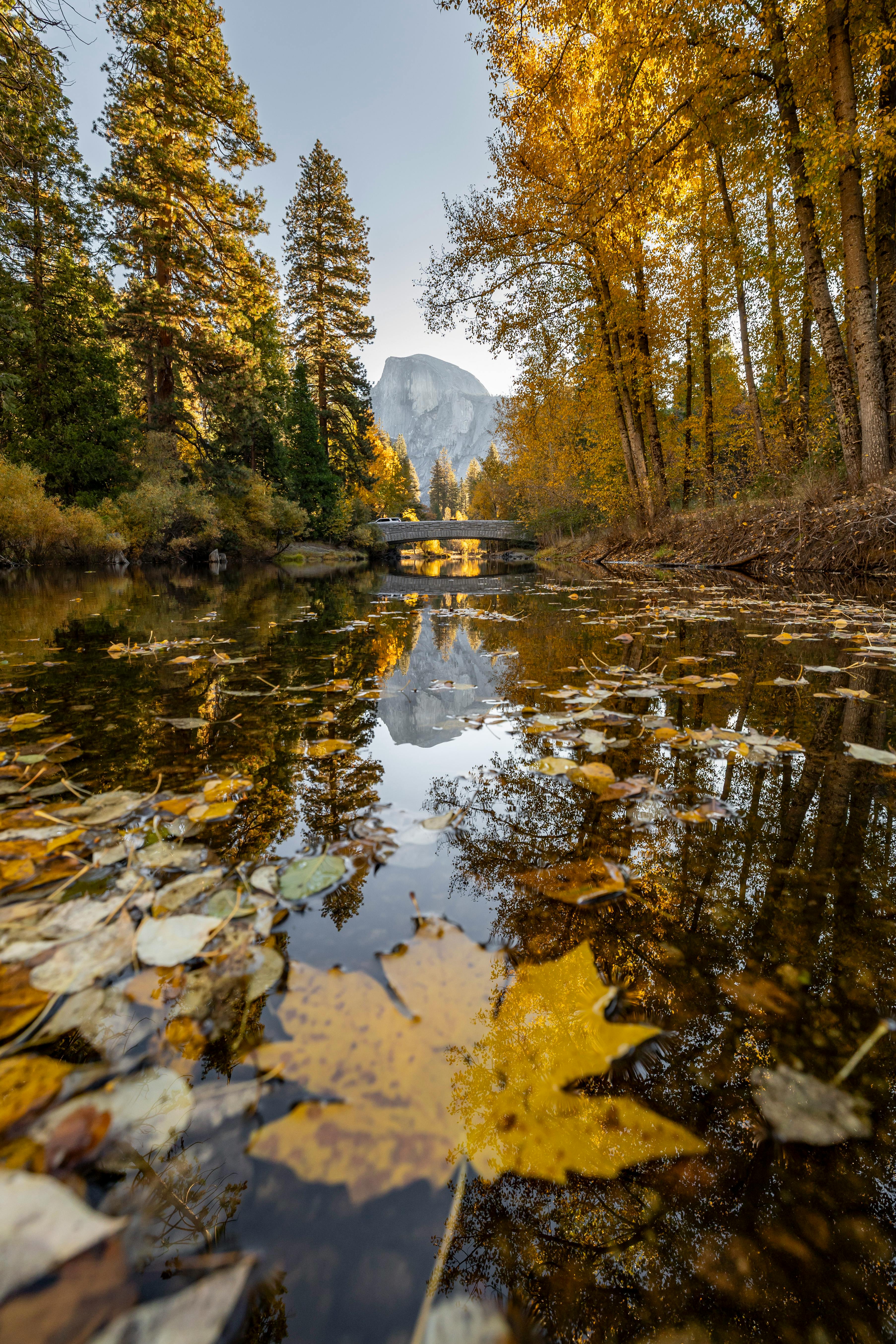 Stunning autumn scene with golden leaves and Half Dome reflection in Yosemite.