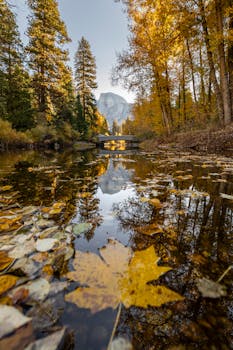 Stunning autumn scene with golden leaves and Half Dome reflection in Yosemite.