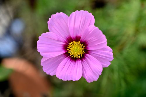 Free A detailed view of a pink cosmos flower with a green natural background, captured with vivid colors. Stock Photo