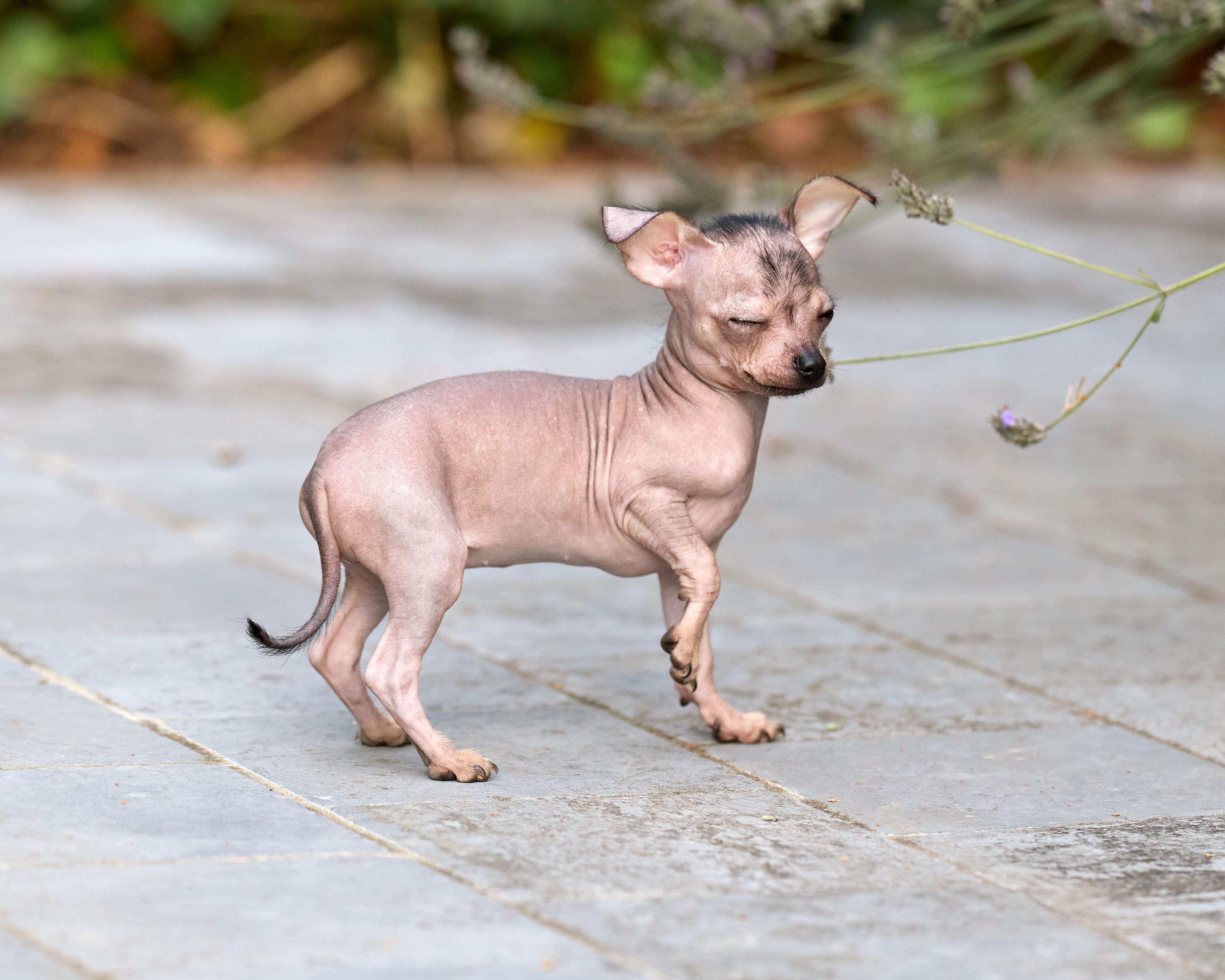 Cute hairless xolo puppy exploring in an outdoor garden with lavender flowers around.
